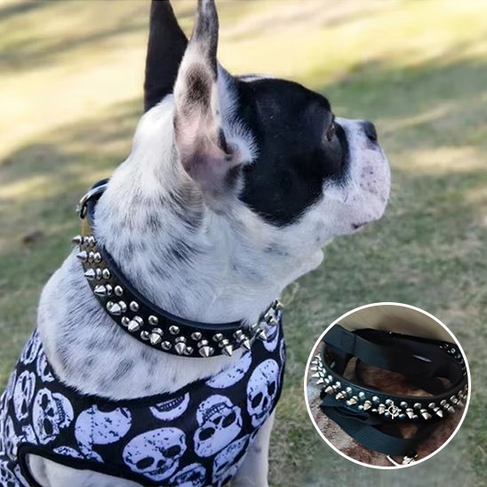 Collier pour Chien Robuste et Ajustable | Collier Rebel Chien