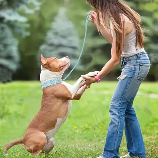 Collier pour Chien Robuste et Ajustable | Collier Rebel Chien