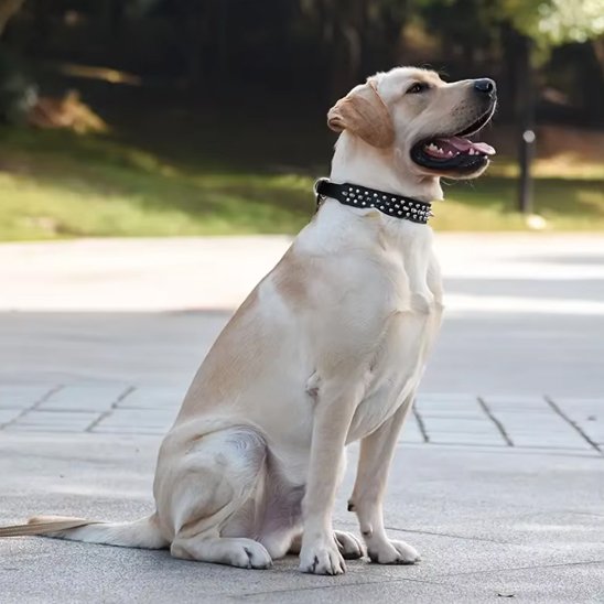 Collier pour Chien Robuste et Ajustable | Collier Rebel Chien