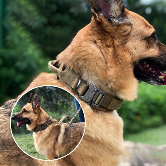 Collier pour chien | Collier Tactique Militaire
