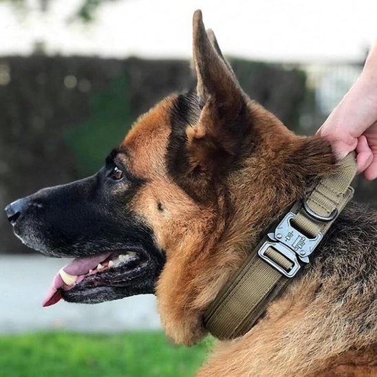 Collier pour chien | Collier Tactique Militaire