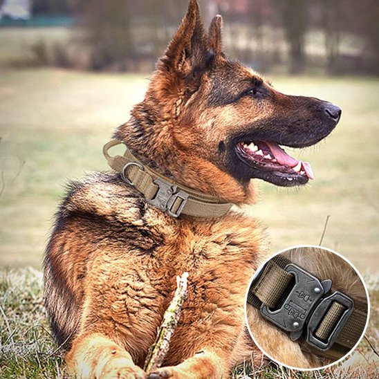 Collier pour chien | Collier Tactique Militaire