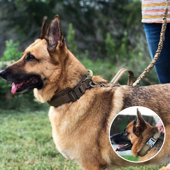 Collier pour chien | Collier Tactique Militaire
