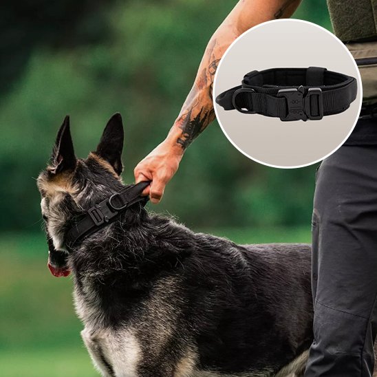 Collier pour chien | Collier Tactique Militaire