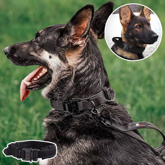 Collier pour chien | Collier Tactique Militaire