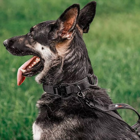 Collier pour chien | Collier Tactique Militaire