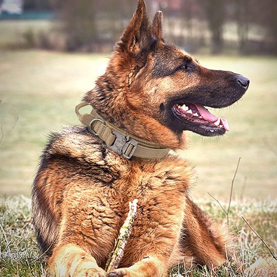 Collier pour chien | Collier Tactique Militaire