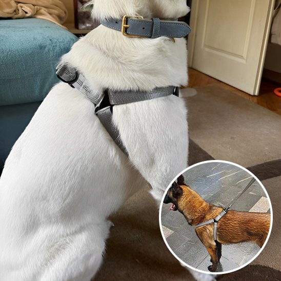 Harnais pour chien | Confortgrip