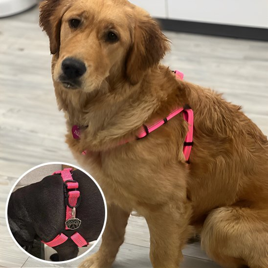 Harnais pour chien | Confortgrip