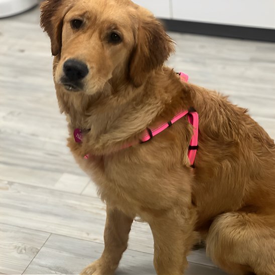 Harnais pour chien | Confortgrip