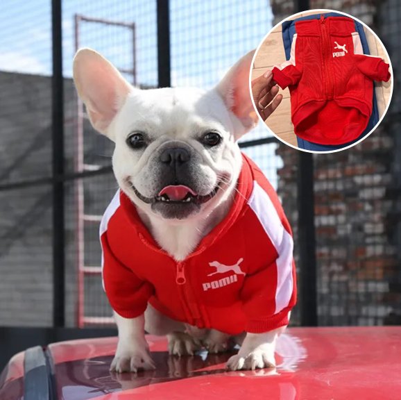 Pull chien | Star Puppy Sport Pull