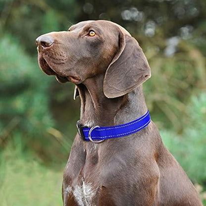 Collier pour chien | Collier Chien Sécurité Réflection