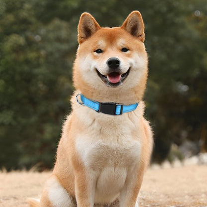 Collier pour chien | Collier Chien Sécurité Réflection