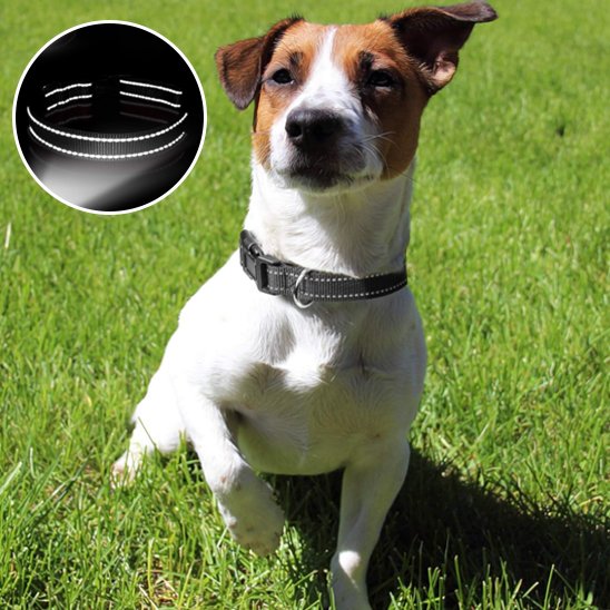 Collier pour chien | Collier Chien Sécurité Réflection