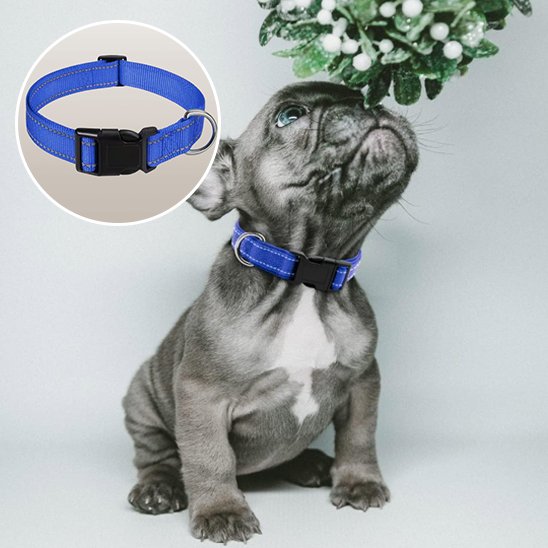 Collier pour chien | Collier Chien Sécurité Réflection