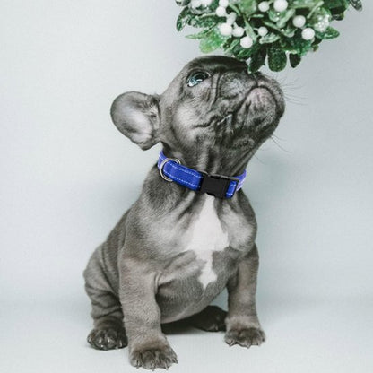 Collier pour chien | Collier Chien Sécurité Réflection