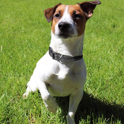 Collier pour chien | Collier Chien Sécurité Réflection