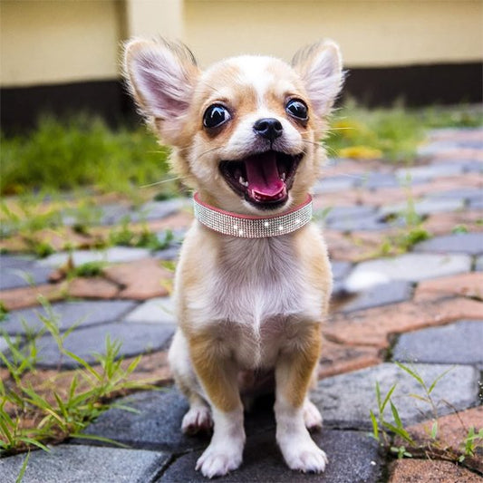 Collier chien | Collier Chien Star Puppy