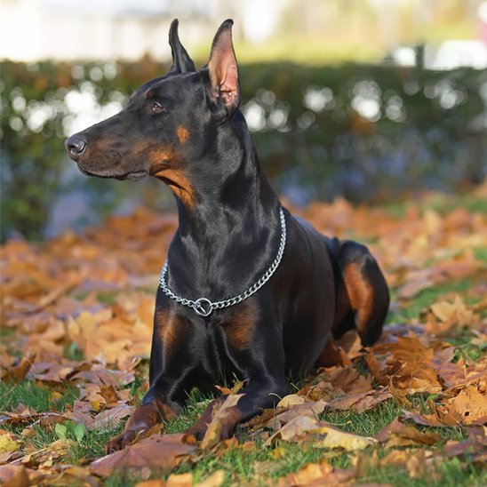 Collier pour chien | Collier Acier Inoxydable Maille Gourmett