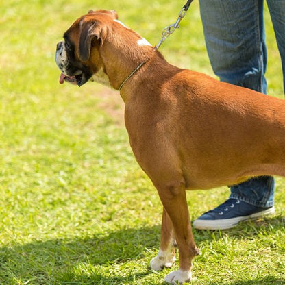 Collier pour chien | Collier Acier Inoxydable Maille Gourmett