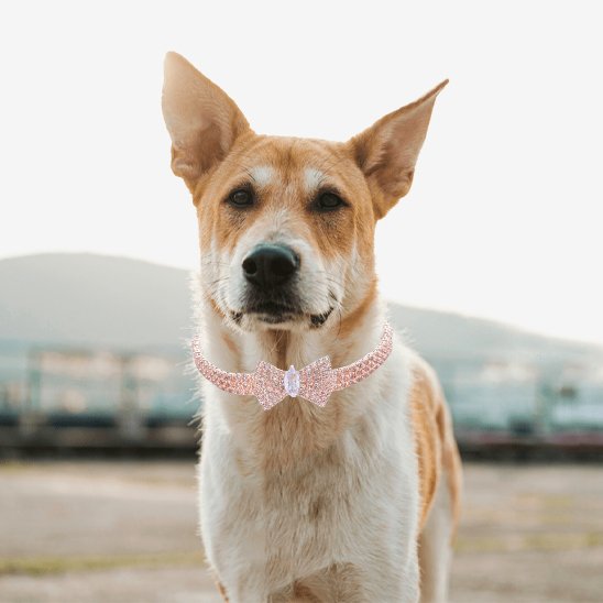 Collier chien | Collier Nœud Papillon Strass Chien