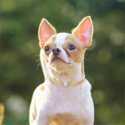 Collier chien | Collier Nœud Papillon Strass Chien