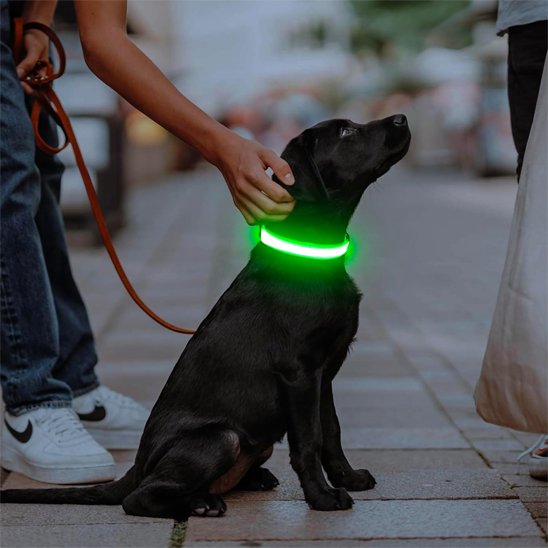 Colliers lumineux pour chiens | NightSafe