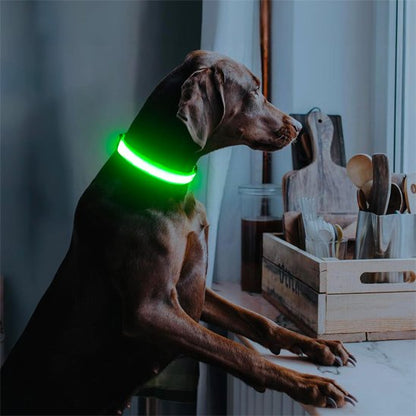 Colliers lumineux pour chiens | NightSafe