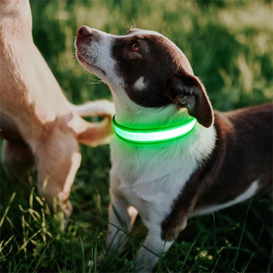 Colliers lumineux pour chiens | NightSafe