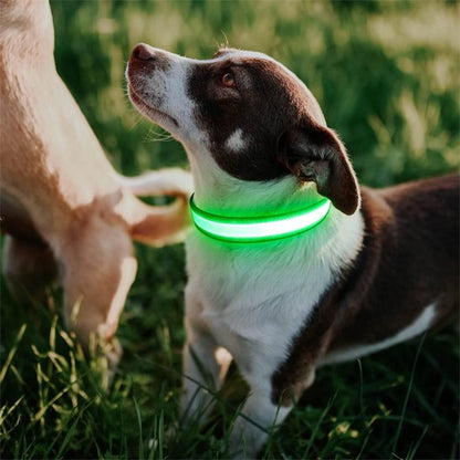 Colliers lumineux pour chiens | NightSafe