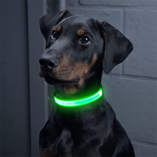 Colliers lumineux pour chiens | NightSafe