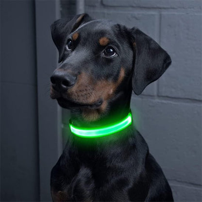 Colliers lumineux pour chiens | NightSafe