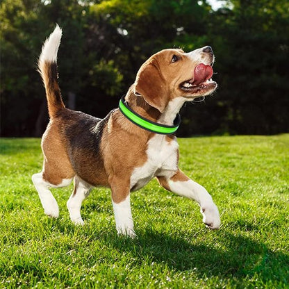 Colliers lumineux pour chiens | NightSafe