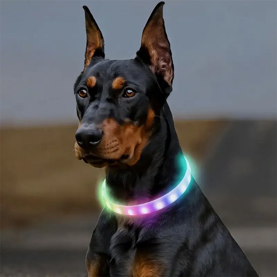Collier pour chien | BrightWalk