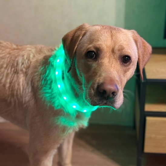 Collier pour chien | BrightWalk