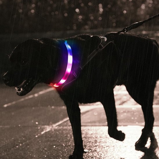 Collier pour chien | BrightWalk
