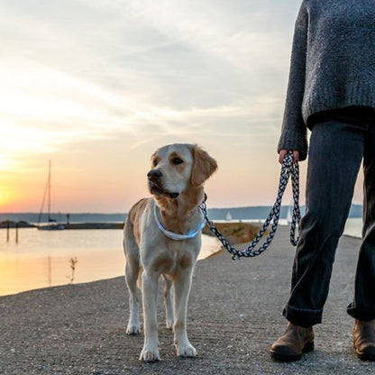 Collier pour chien | BrightWalk