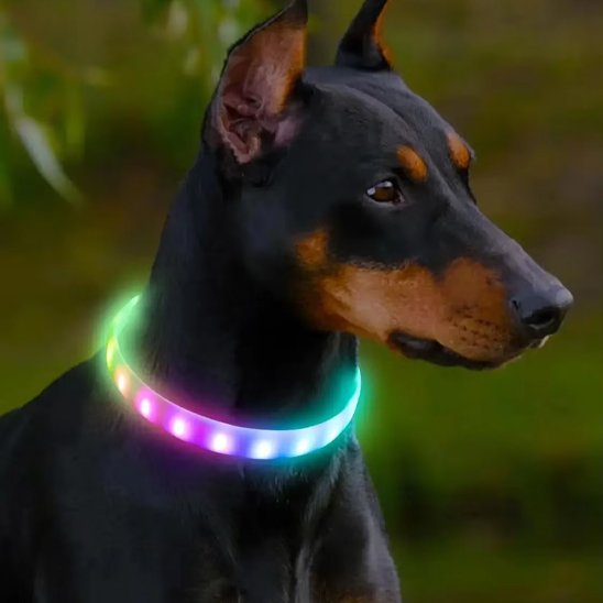 Collier pour chien | BrightWalk