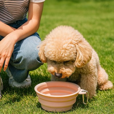 Gamelle pour chien | GoBowl