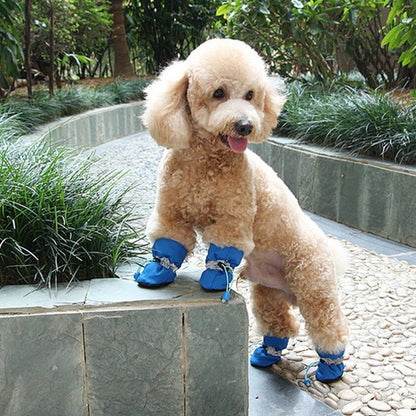 Chaussures chien | Chaussures Tout-Temps