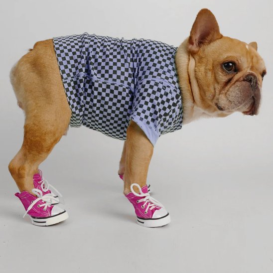 Chaussure Chien | Sneakers Sport Chien