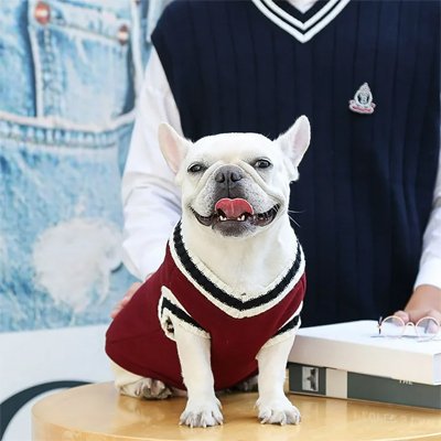 Pull pour Chien | Pull Universitaire Chien