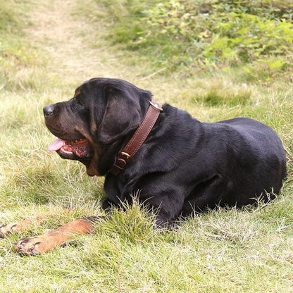 Collier chien | Cuir Noble