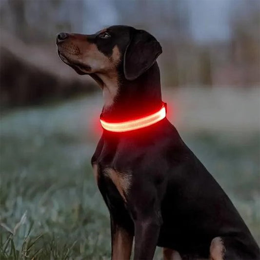 Collier lumineux pour chien | SafeNight