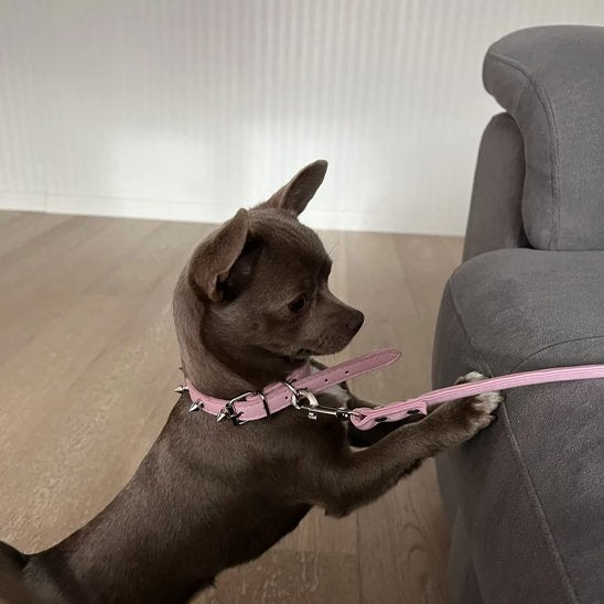 Collier pour chien | Élite Qualité