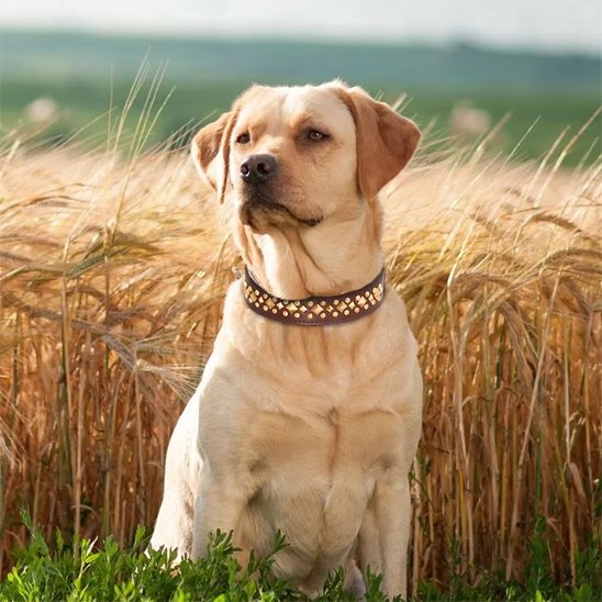 Collier chien | Élégance Clouté