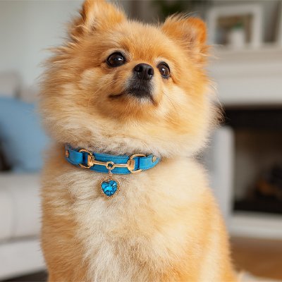 Collier pour Chien | GlamourPaws