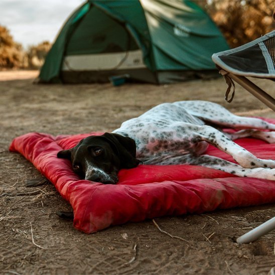 Lit de camp pour chien | Nomad Pet