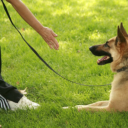 Laisse pour chien | Excellence Balade