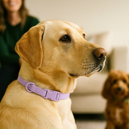 Collier chien | Douceur Pastel